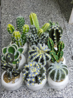 Цветочная композиция Кактус / WER-10 /уп 12/192/ микс