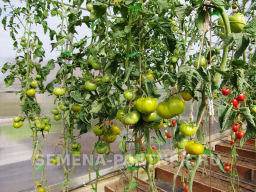 Томат Зеленая Тайна Личинки - Партнер фото 3