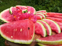 Арбуз Байсан - Партнер фото 5