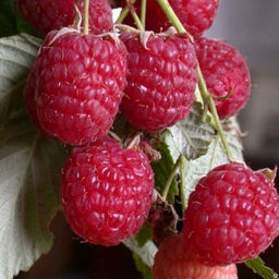 Малина Дочь Геракла ремонтантная (коробка) 1шт