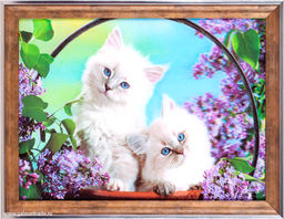 Картина 5D 30х40 150 Белые котята / KS1912-1 / - Галеонтрейд фото 2