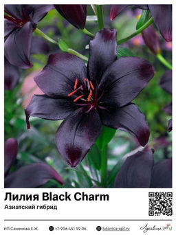 Лилия Black Charm (Азиатский гибрид)