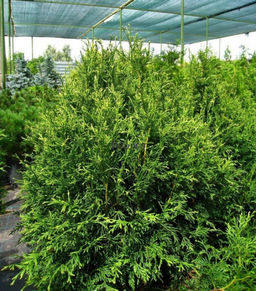 Туя западная "Компакта" 1 год ЗКС тара 0,5л