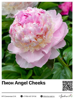 Пион Angel Cheeks