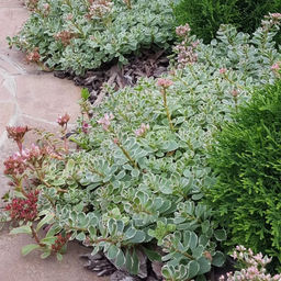 Очиток ложный Триколор