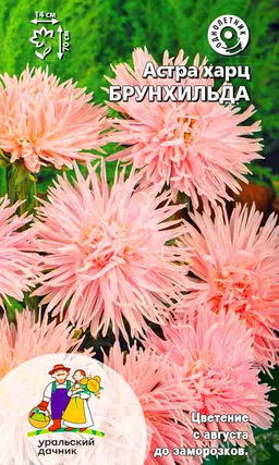 Астра БРУНХИЛЬДА  Сортотип харц!