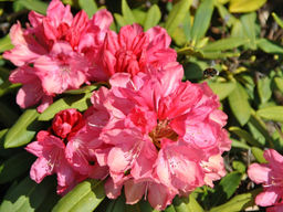 Рододендрон Снизи - Долина роз фото 4