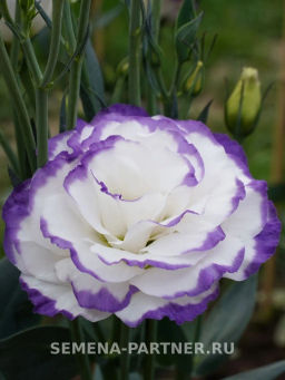 Эустома срезочная махровая голубая пикоти Мадам Шеро - Партнер фото 3