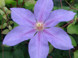 Клематис Лавсониана - Долина роз фото 3