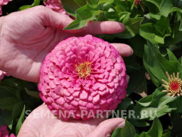 Цинния георгиновидная Сочные тропики Примавера - Партнер фото 3