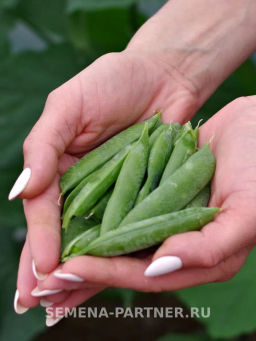 Горох овощной Бутана - Партнер фото 4