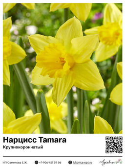 Нарцисс Tamara (Крупнокорончатый)