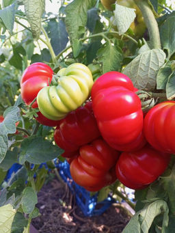 Томат ЖЕНСКАЯ ДОЛЯ F1 - Уральский дачник фото 5