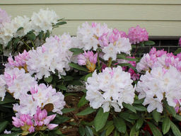 Рододендрон Хоппи - Долина роз фото 3