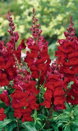 Львиный зев РУБИНОВО-КРАСНЫЙ БУКЕТ