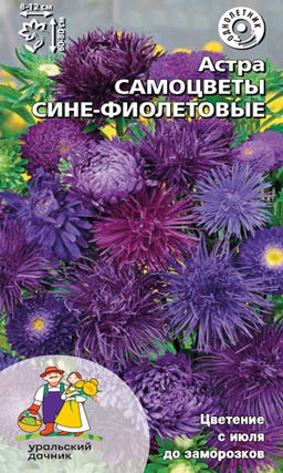 Астра САМОЦВЕТЫ СИНЕ-ФИОЛЕТОВЫЕ