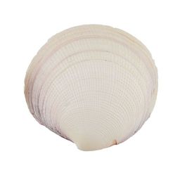 Blumentag / Zlatka DRF-001 Ракушки морские 3 шт. 8.2 см Codakia Tigrina