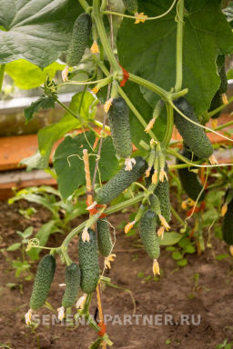 Огурец партенокарпический Бинго - Партнер фото 3