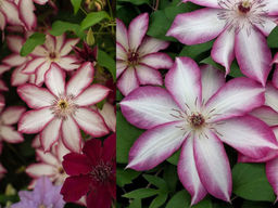 Клематис Пикоти - Долина роз фото 3