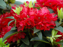 Рододендрон Tarragona (Таррагона) - Долина роз фото 4