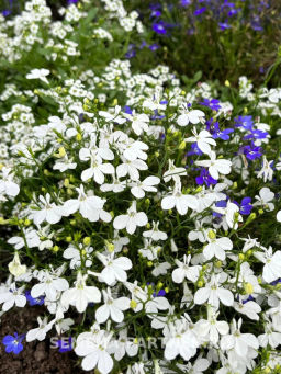 Лобелия каскадная Ривьера Уайт - Партнер фото 3