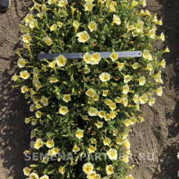 Петуния Итальянка Фульвия лимонно-желтая - Партнер фото 5