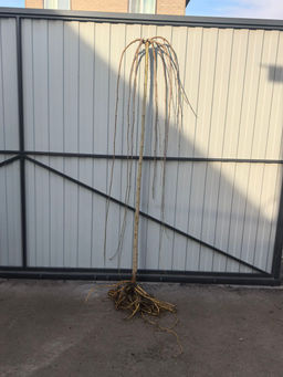 Шелковица на штамбе (8 лет)