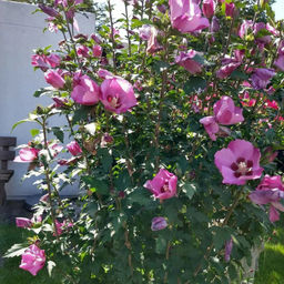 Гибискус сирийский (30-50 см)