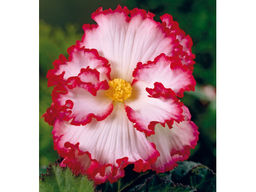 Бегония криспа бело-красная (Begonia Crispa white-red) - Долина роз фото 2