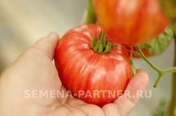 Томат Винтаж - Партнер фото 5