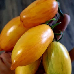 7043T Томат Лисий хвост 10шт