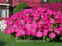 Петуния Зацветёт Short Фрешбэрри многоцветковая каскадная - Партнер фото 4