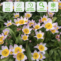 Тюльпан Саксатилис