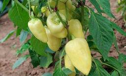 Перец Хаски F1