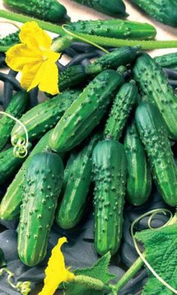 Огурец ЖУРАВЛЁНОК F1 Классический, высокоурожайный гибрид специально для засола! Устойчив к болезням!