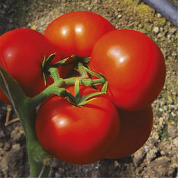 5094D Томат Коралловый риф F1 5шт