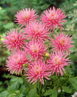 ГЕОРГИНА Парк Принцесс Разбор I Кол-во упак., шт 1