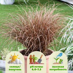 Осока Милк Чоколейт