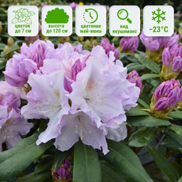 Рододендрон Хоппи