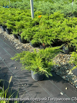 Можжевельник средний Голдкиссен С5 - Park rose фото 2