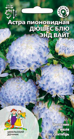 Астра ДЮШЕС БЛЮ ЭНД ВАЙТ  Сортотип пионовидная