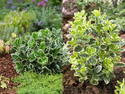 Бересклет японский Кэти - Долина роз фото 3