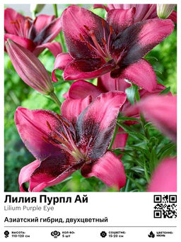 Лилия Purple Eye (Азиатский гибрид, двухцветный) - Голландские луковицы фото 2