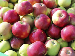 Яблоня Эрли Женева