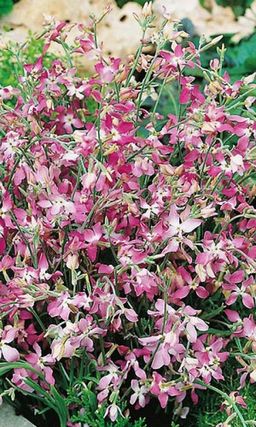 Маттиола ЛЕТНЕЕ БЛАГОУХАНИЕ В ВЕЧЕРНЕМ САДУ