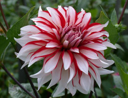 ГЕОРГИНА Санта Клаус Разбор I Кол-во упак., шт 1