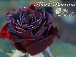 Роза Блэк Баккара - Долина роз фото 2