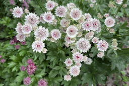 Астранция крупная Major - Голландские луковицы фото 4