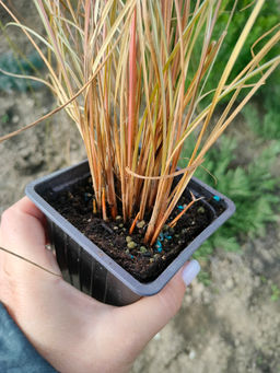 Осока Милк Чоколейт