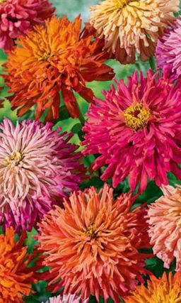 Цинния ЛАМБАДА  Кактусовидная